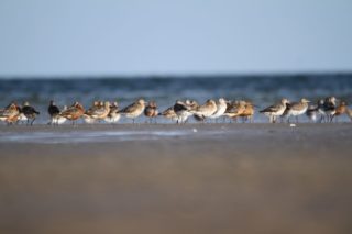 Uferschnepfe Limosa limosa