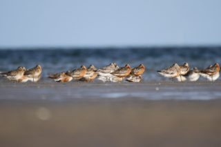 Uferschnepfe Limosa limosa