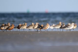 Uferschnepfe Limosa limosa