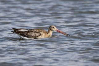 Uferschnepfe Limosa limosa