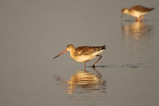 Uferschnepfe Limosa limosa