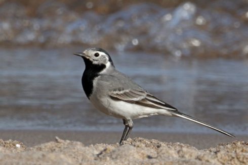 Bachstelze Motacilla alba