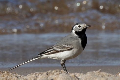 Bachstelze Motacilla alba