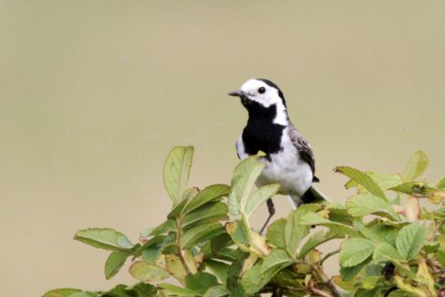 Bachstelze Motacilla alba