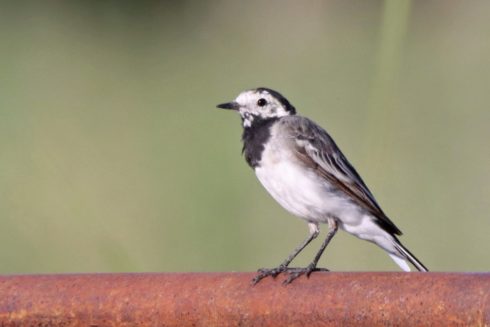 Bachstelze Motacilla alba