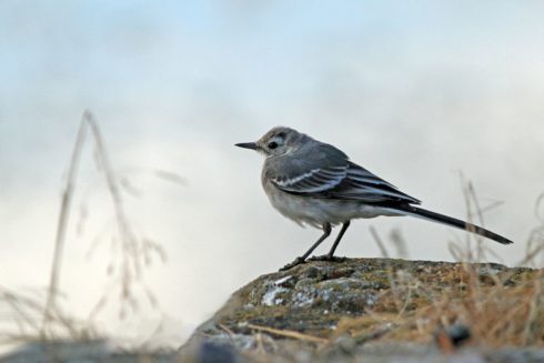 Bachstelze Motacilla alba