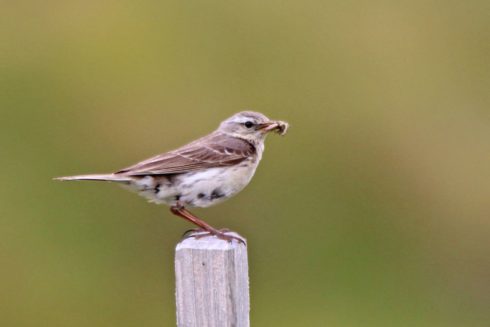 Bergpieper Anthus spinoletta