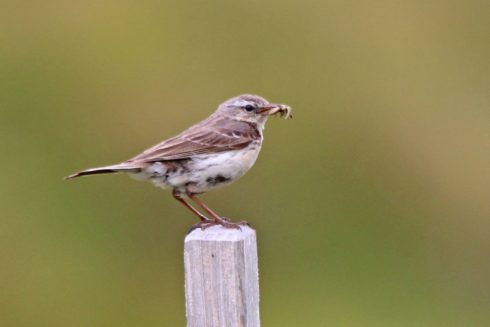 Bergpieper Anthus spinoletta
