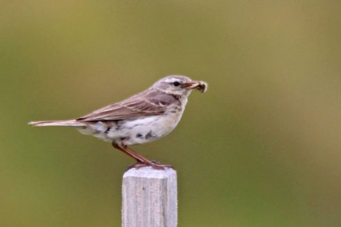 Bergpieper Anthus spinoletta