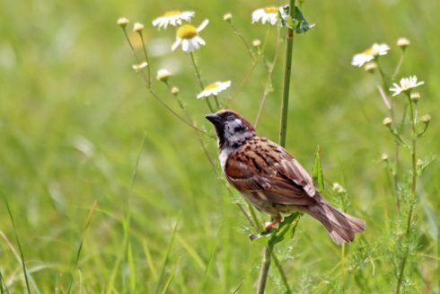 Feldsperling Passer montanus