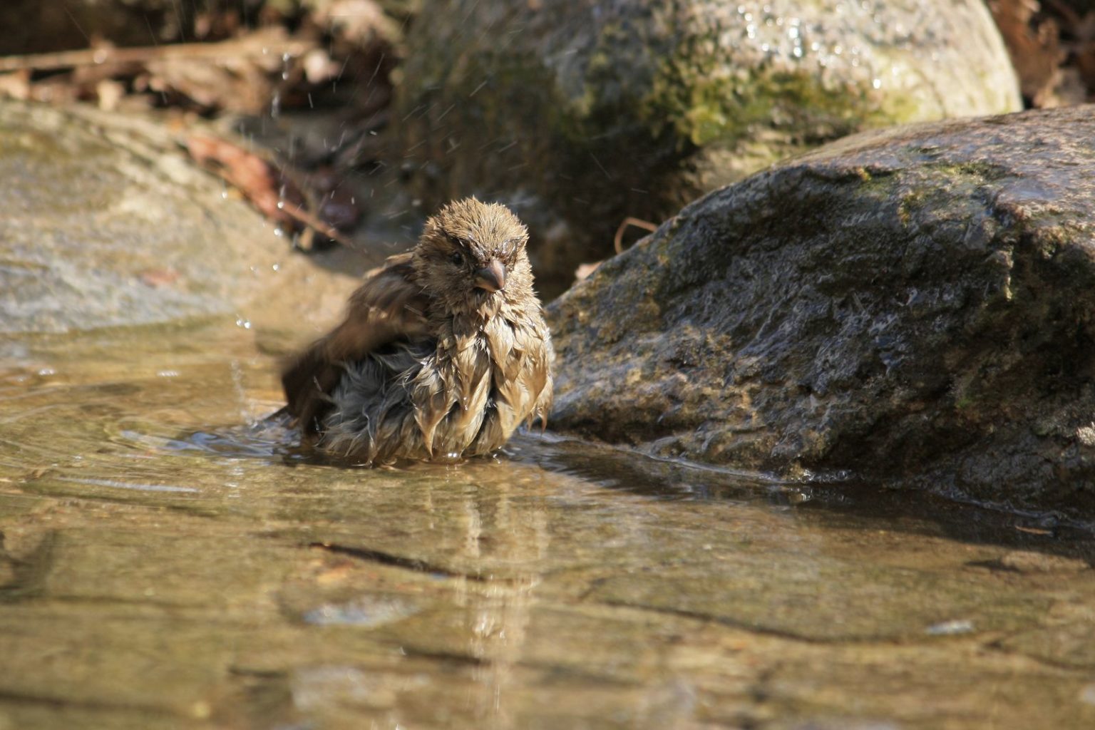 Haussperling Passer domesticus ♂