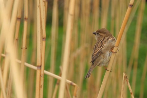 Haussperling Passer domesticus ♂