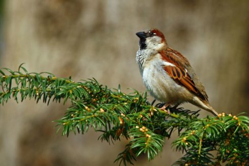 Haussperling Passer domesticus ♂