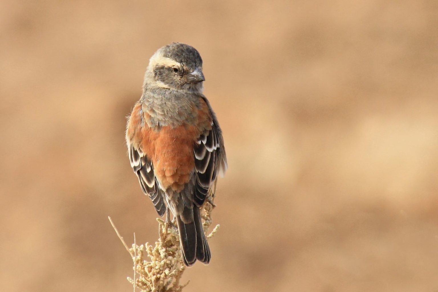 Kapsperling-Passer-melanurus-♀