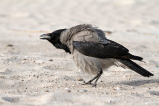 Nebelkrähe Corvus cornix
