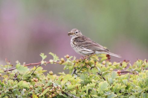 Wiesenpieper Anthus pratensis