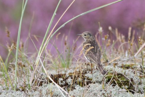 Wiesenpieper Anthus pratensis