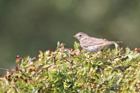 Wiesenpieper Anthus pratensis