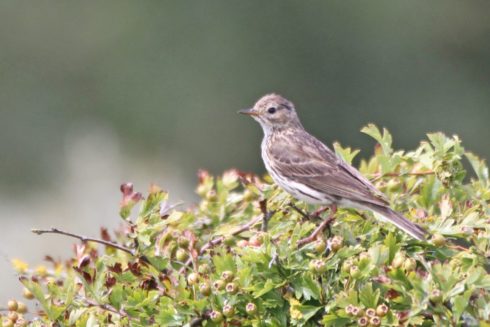 Wiesenpieper Anthus pratensis