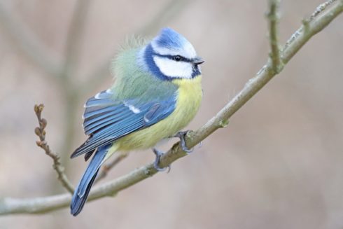 Blaumeise Cyanistes caeruleus