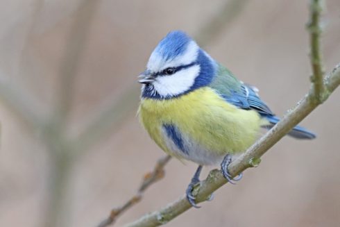 Blaumeise Cyanistes caeruleus