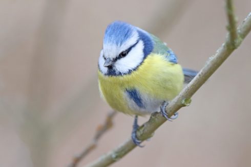 Blaumeise Cyanistes caeruleus