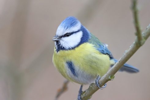 Blaumeise Cyanistes caeruleus