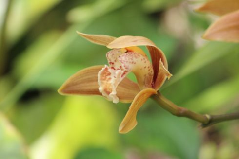 Orchideen Cuba 