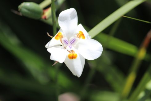 Orchideen Cuba 