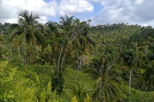 Wald Baracoa Cuba