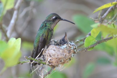 Kubasmaragdkolibri Chlorostilbon ricordii