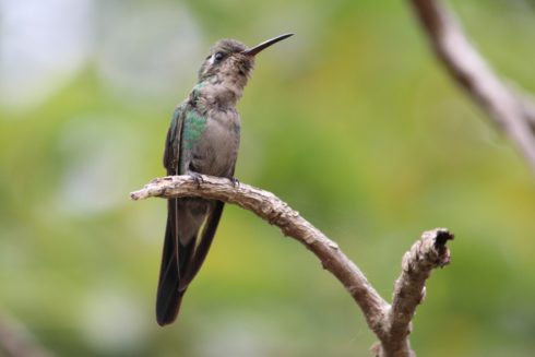 Kubasmaragdkolibri Chlorostilbon ricordii