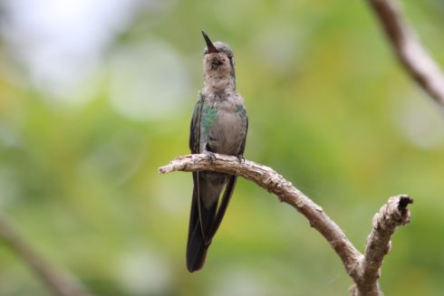 Kubasmaragdkolibri Chlorostilbon ricordii