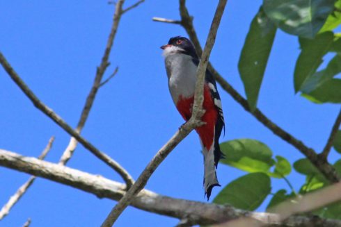 Kubatrogon oder Tocororo Priotelus temnurus