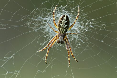 Eichblatt Radspinne Aculepeira ceropegia