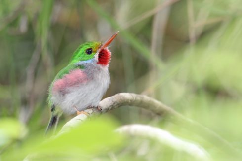 Vielfarbentodi Todus multicolor