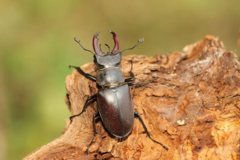 Hirschkäfer Lucanidae cervus ♂