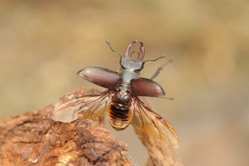 Hirschkäfer Lucanidae cervus ♂