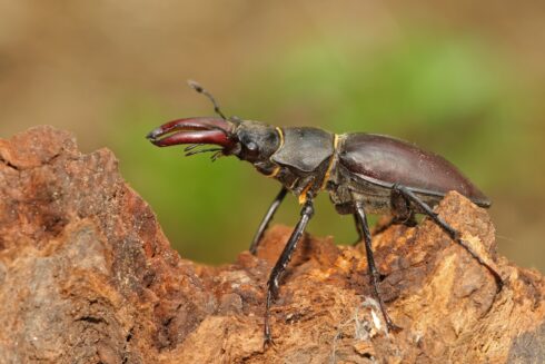 Hirschkäfer Lucanidae cervus ♂