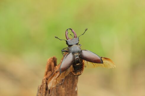 Hirschkäfer Lucanidae cervus ♂