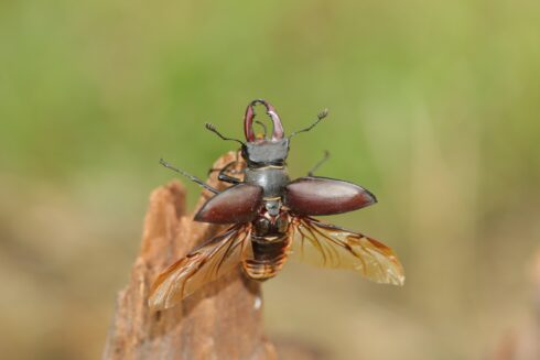 Hirschkäfer Lucanidae cervus ♂