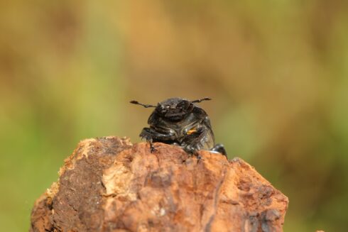 Hirschkäfer Lucanidae cervus ♀