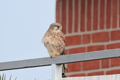 Turmfalken Falco tinnunculus