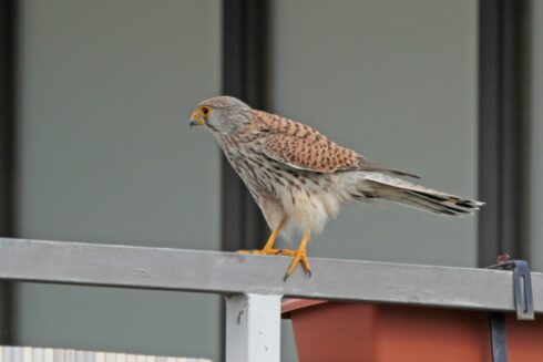 Turmfalken Falco tinnunculus