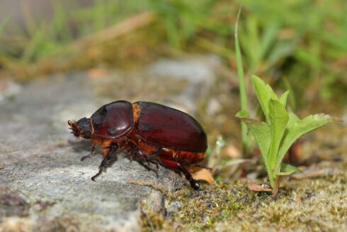 Nashornkäfer Orycetes nasicornes ♀