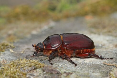 Nashornkäfer Orycetes nasicornes ♀