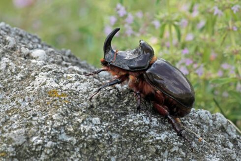 Nashornkäfer Orycetes nasicornes ♂