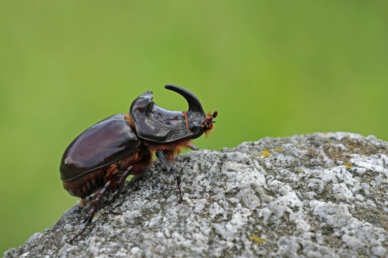 Nashornkäfer Orycetes nasicornes ♂ 