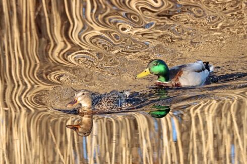 Stockente Anas platyrhynchos