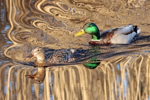 Stockente Anas platyrhynchos 